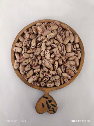 لوبیا چیتی فی :310